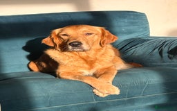 Golden Retriever dogs for sale: 8 Beautiful golden retrievers puppies for sale ❤️ - Advert 2