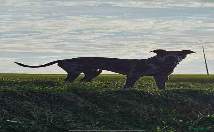 Cane Corso dogs - Advert 2