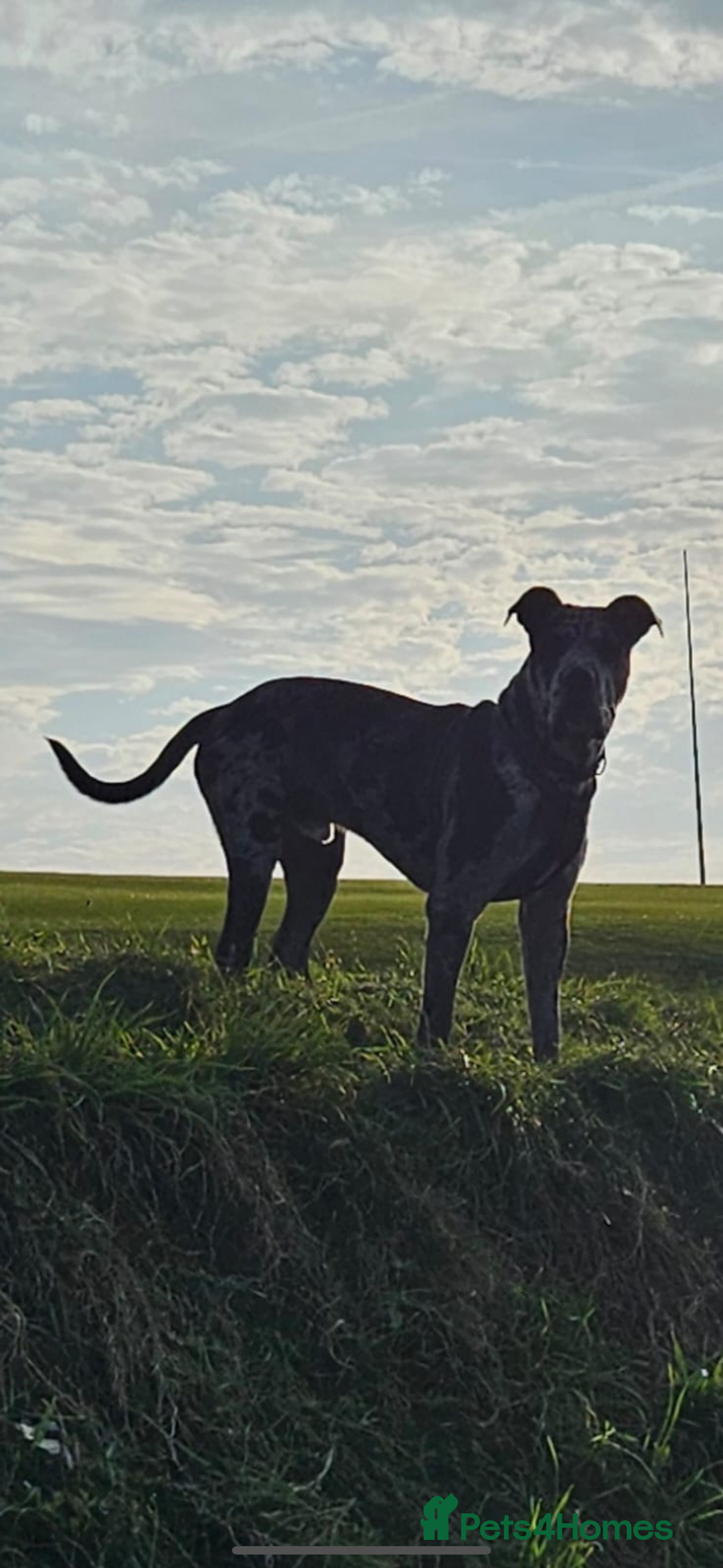 Cane Corso dogs for stud: Pablo the cane corso cross For stud  - Image 1