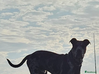 Cane Corso dogs - Advert 1