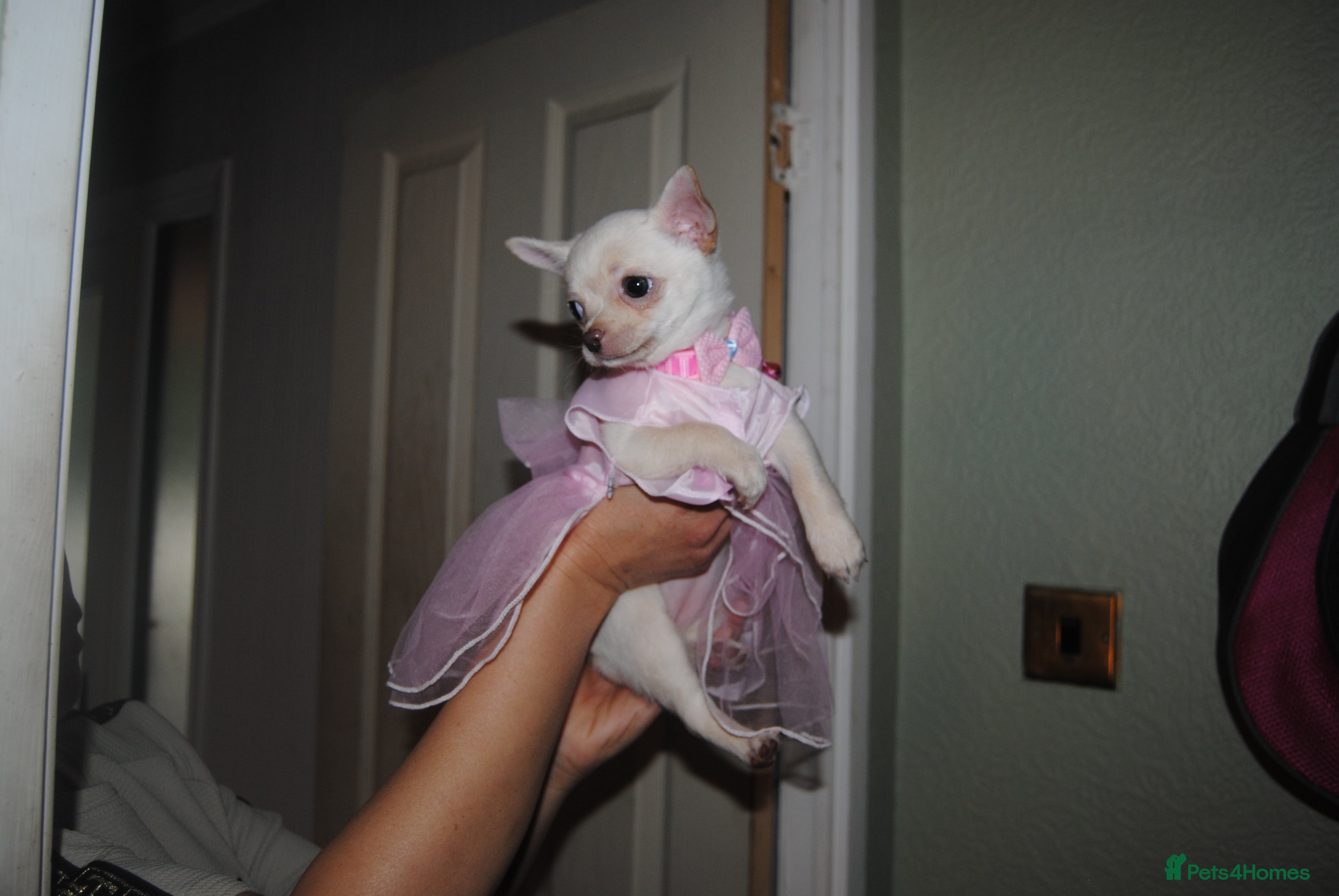 Chihuahua dogs Rare white  Chihuahua- girls  - Advert 3