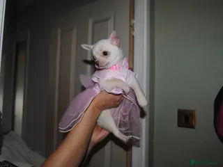 Chihuahua dogs Rare white Chihuahua- girls - Advert 3