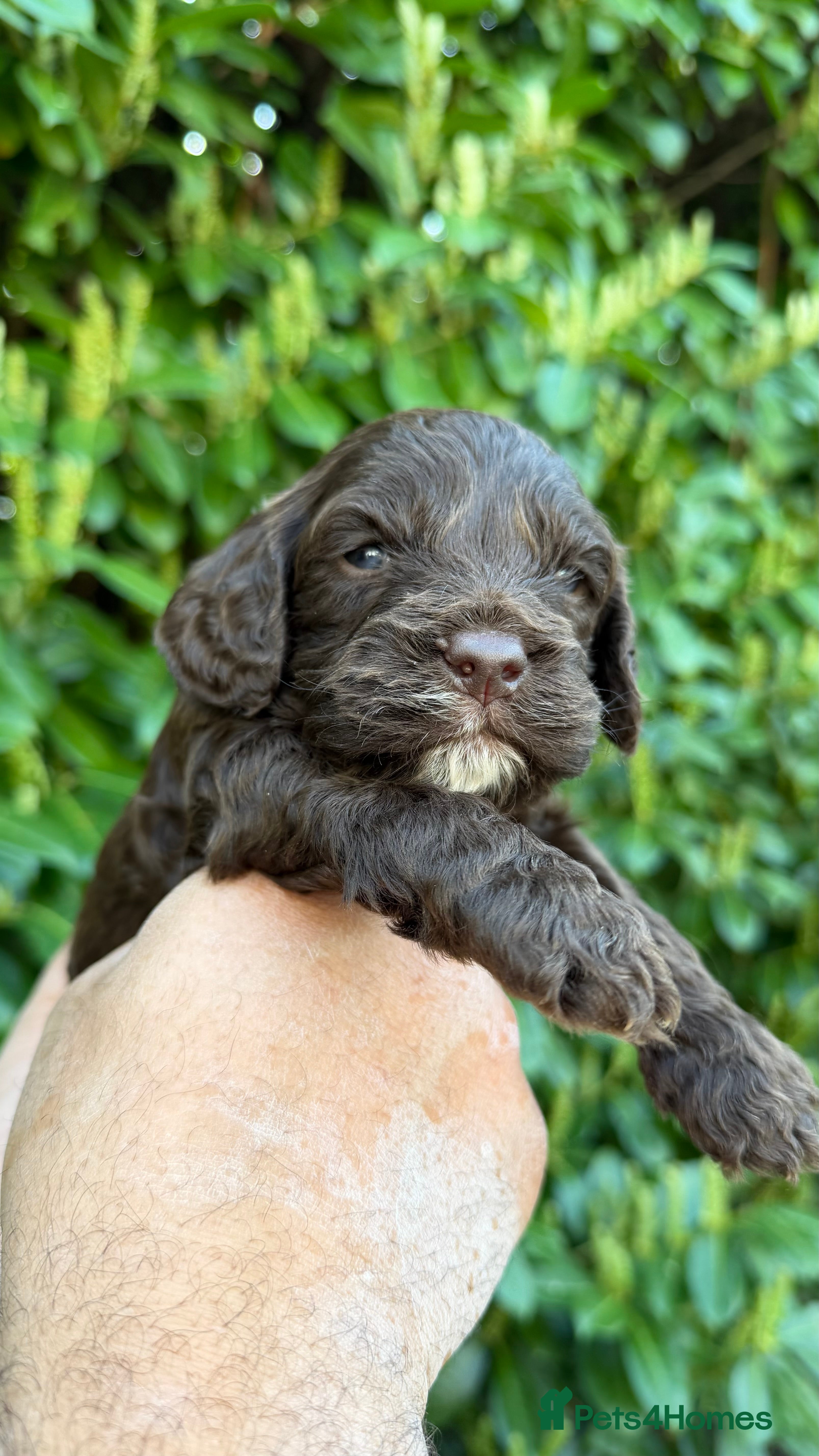 Cavapoo dogs Amazing quality Chocolate Cavapoos  - Advert 17