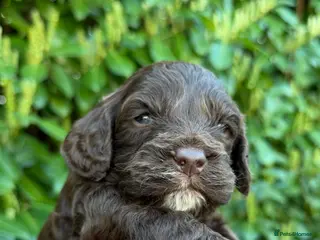 Cavapoo dogs Amazing quality Chocolate Cavapoos - Advert 17