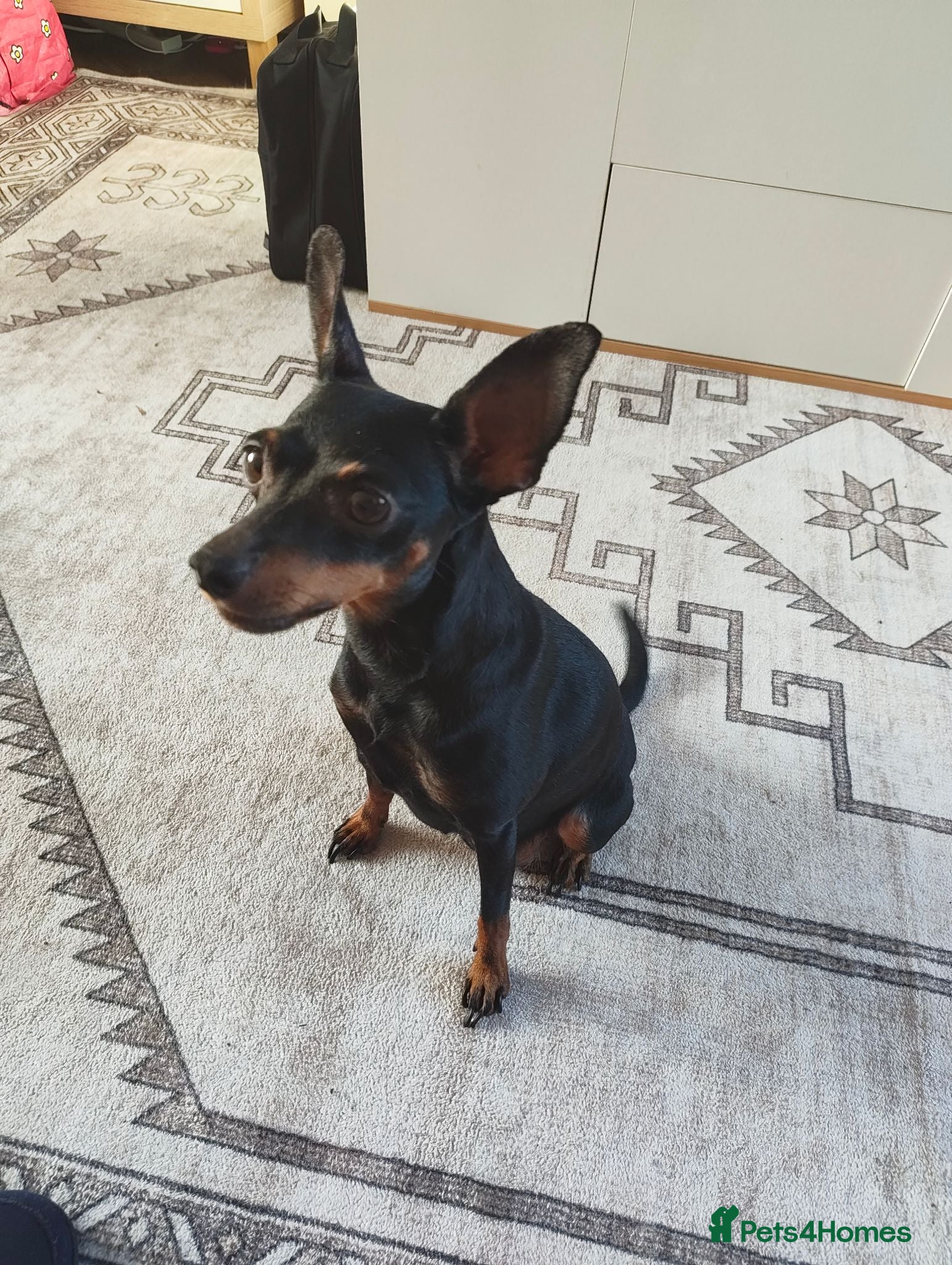 Mixed Breed dogs Mini Jack Pups - Advert 1
