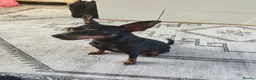 Mixed Breed dogs for sale: Mini Jack Pups - Advert 1