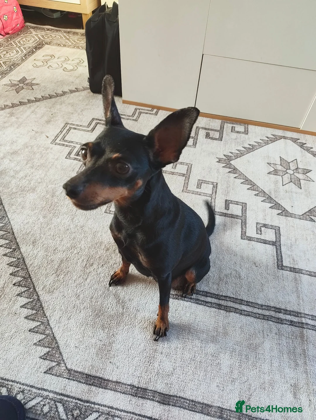 Mixed Breed dogs for sale: Mini Jack Pups - Advert 1