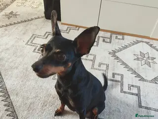 Mixed Breed dogs Mini Jack Pups - Advert 4