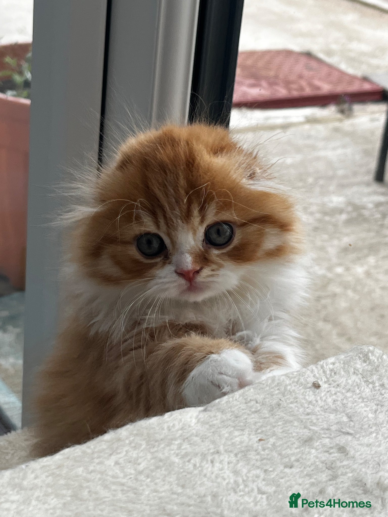 Scottish Fold cats for sale: Scottish Fold TICA registered - Advert 1