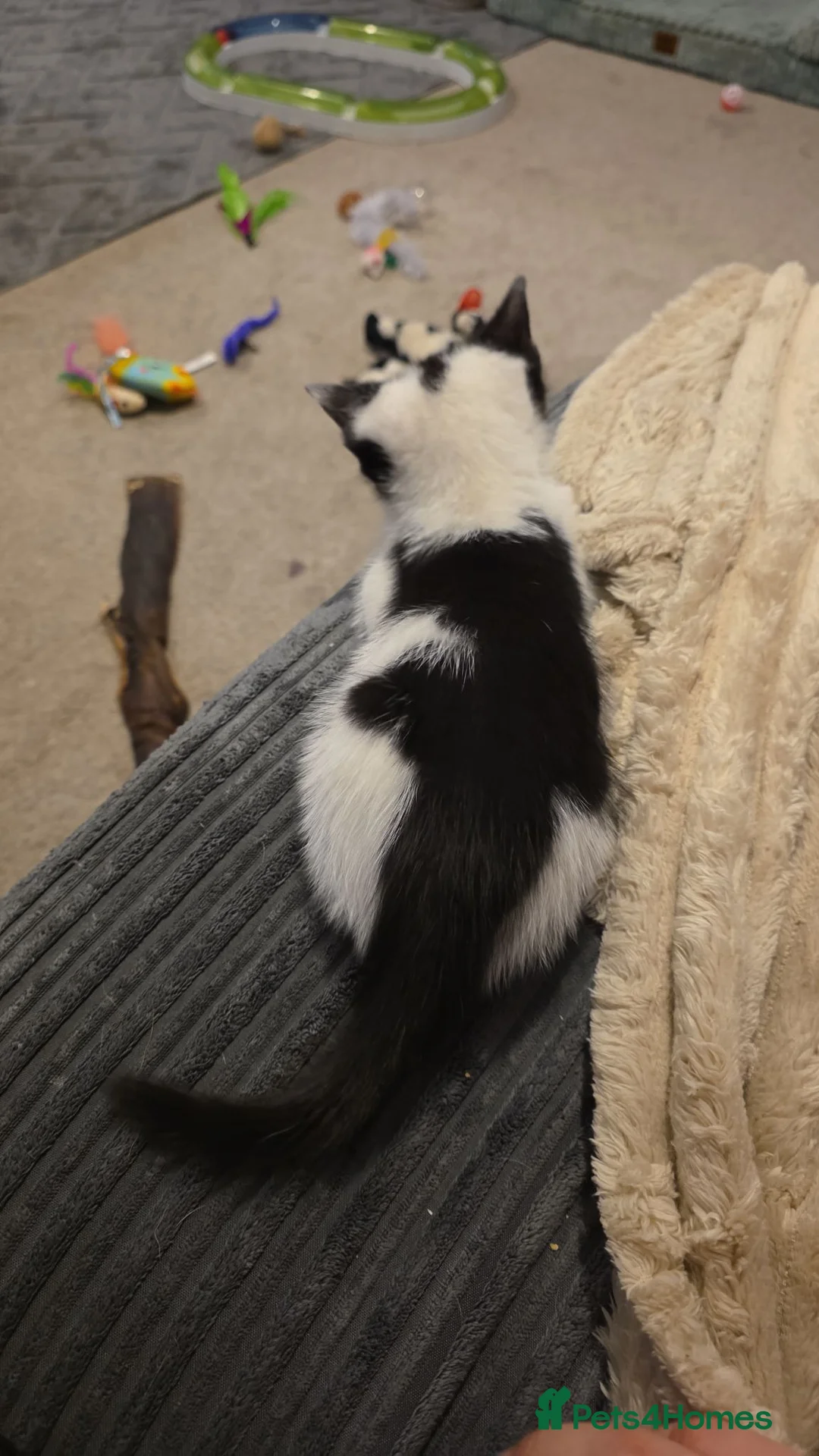 Mixed Breed cats for sale: 3 gorgeous kittens ready to be reserved - Advert 10