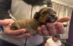 Mixed Breed dogs for sale: Bichon Frise / jackapoo puppies - Image 6