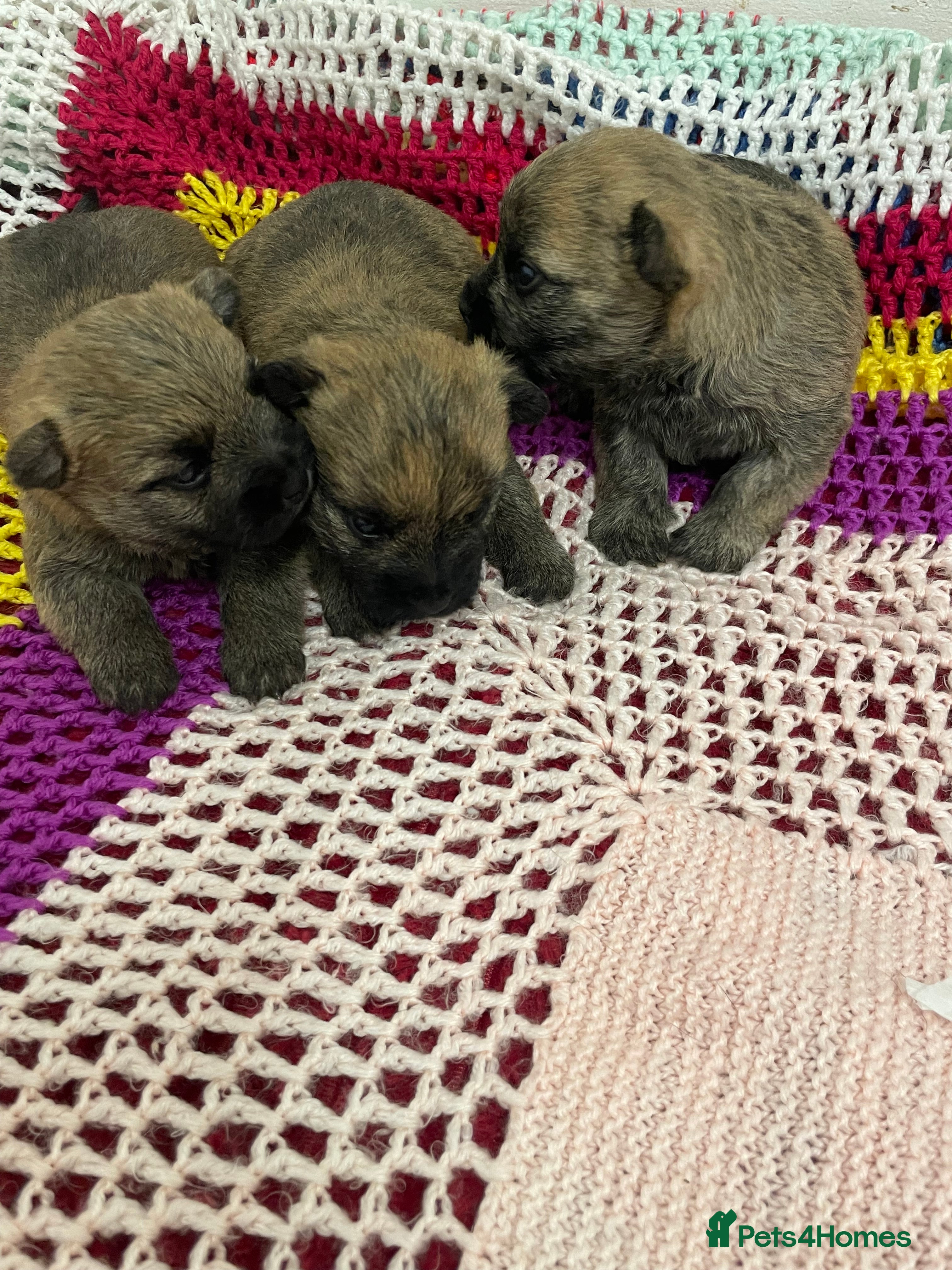 Cairn Terrier dogs Quality litter of Pure bred Cairn Terrier Puppies  - Advert 1
