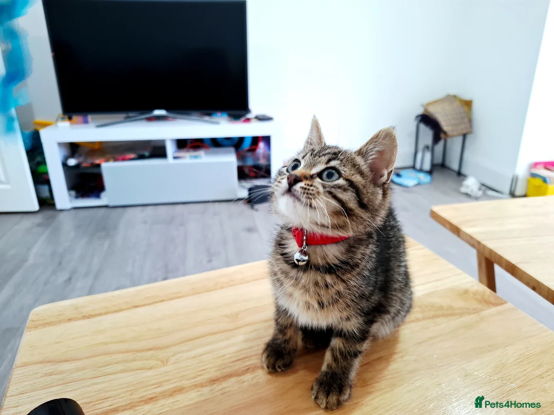 British Shorthair cats for sale: Kitten - Advert 2