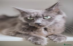 Maine Coon cats for sale: Blue Maine coon kittens  - Advert 9