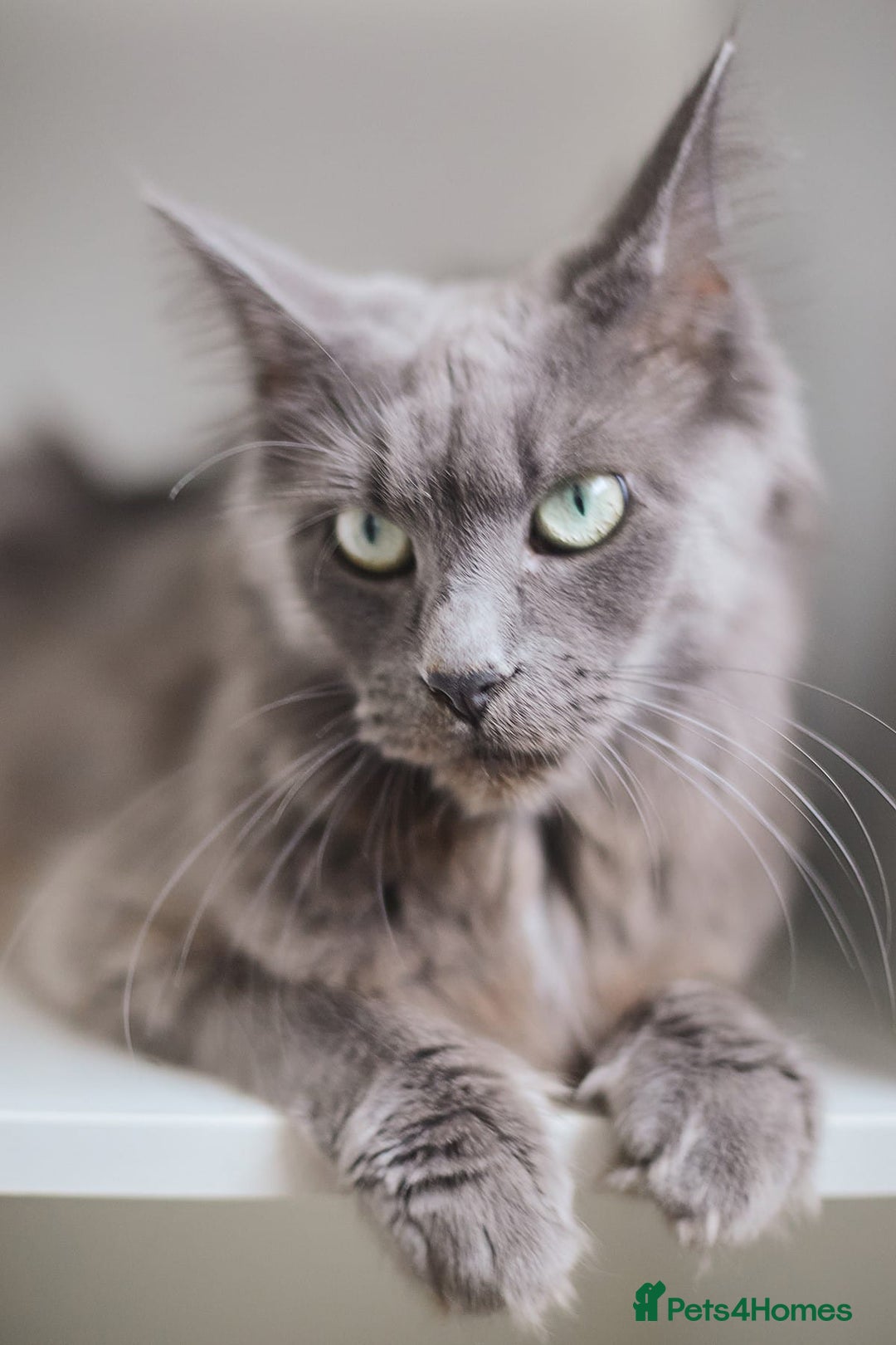 Maine Coon cats for sale: Blue Maine coon kittens  - Advert 9