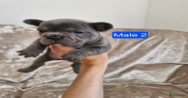French Bulldog dogs - Advert 3