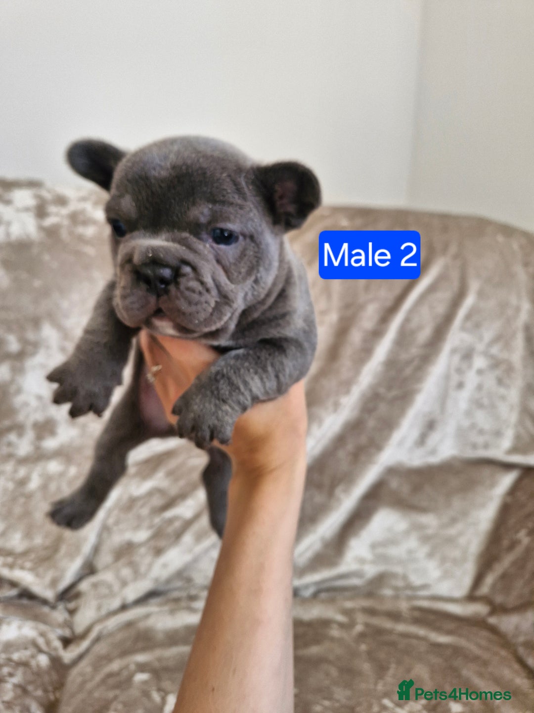 French Bulldog dogs for sale: French Bulldog Puppies  - Image 26