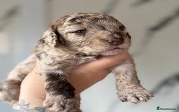 Cockapoo dogs for sale: Stunning Merle cockapoos - Image 25