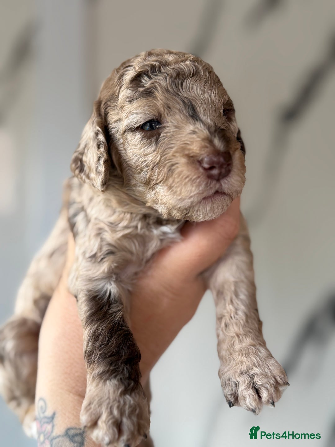 Cockapoo dogs for sale: Stunning Merle cockapoos - Image 25
