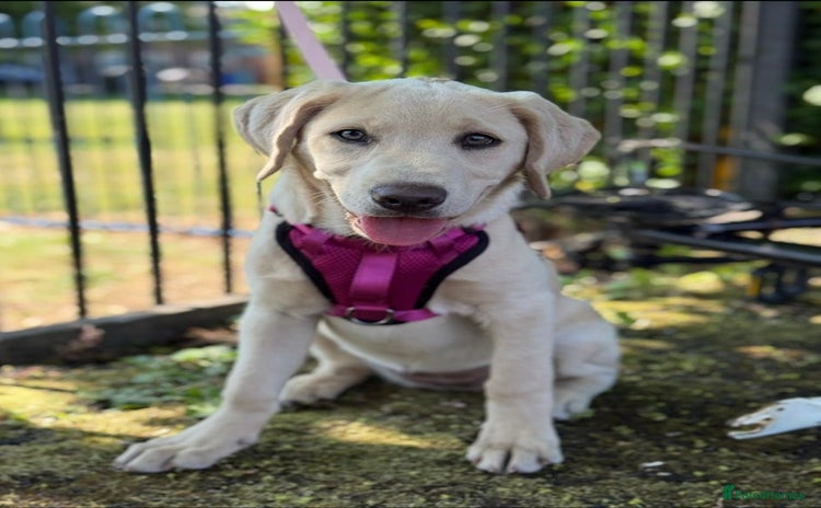 Labrador Retriever dogs - Advert 1