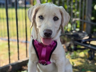 Labrador Retriever dogs - Advert 11