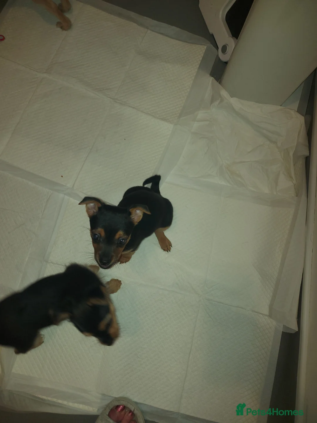 Jack Chi dogs for sale: Stunning pups  in Ebbw Vale - Advert 10