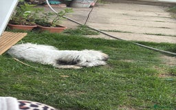 Bichon Frise dogs for stud: Mr Panda - Image 3