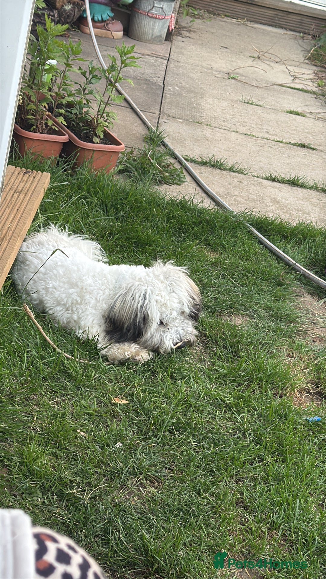 Bichon Frise dogs for stud: Mr Panda - Image 3