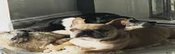 French Bulldog dogs for stud: French bulldog stud  - Advert 4