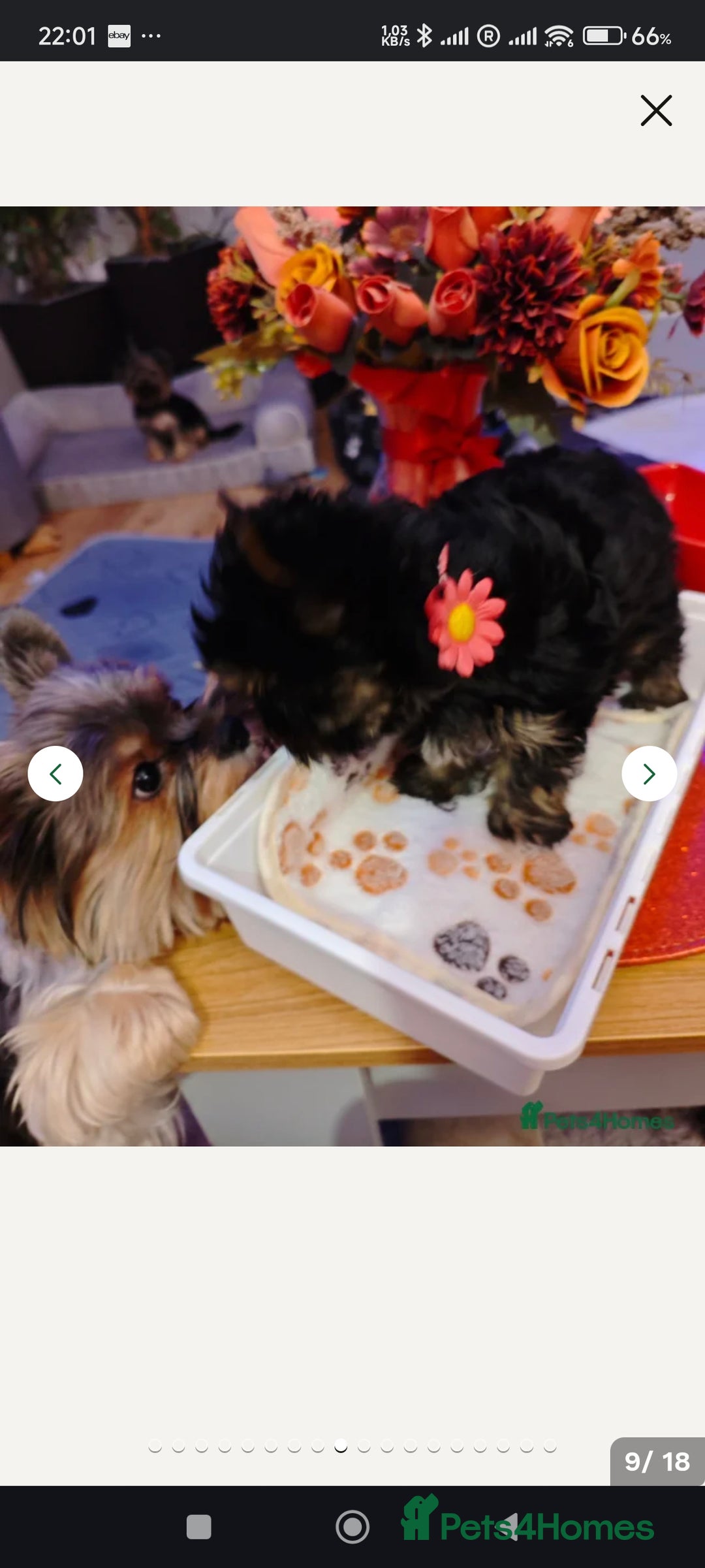 Yorkshire Terrier dogs for sale: wonderful Yorkshire girl - Advert 4