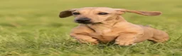 Miniature Dachshund dogs for sale: Two handsome KC miniature dauchounds for sale  - Advert 12