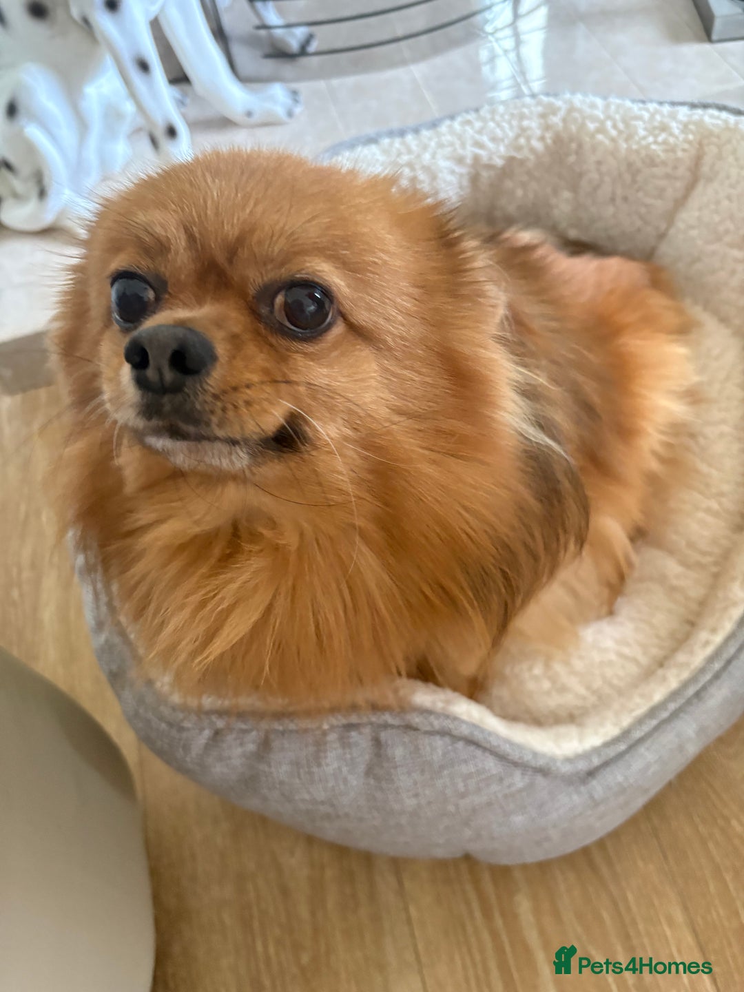 Pomeranian dogs for sale: Pomeranian puppies - Advert 6