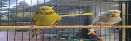 Budgerigars birds for sale: 2 Show Budgies 35 Ponds each - Advert 3