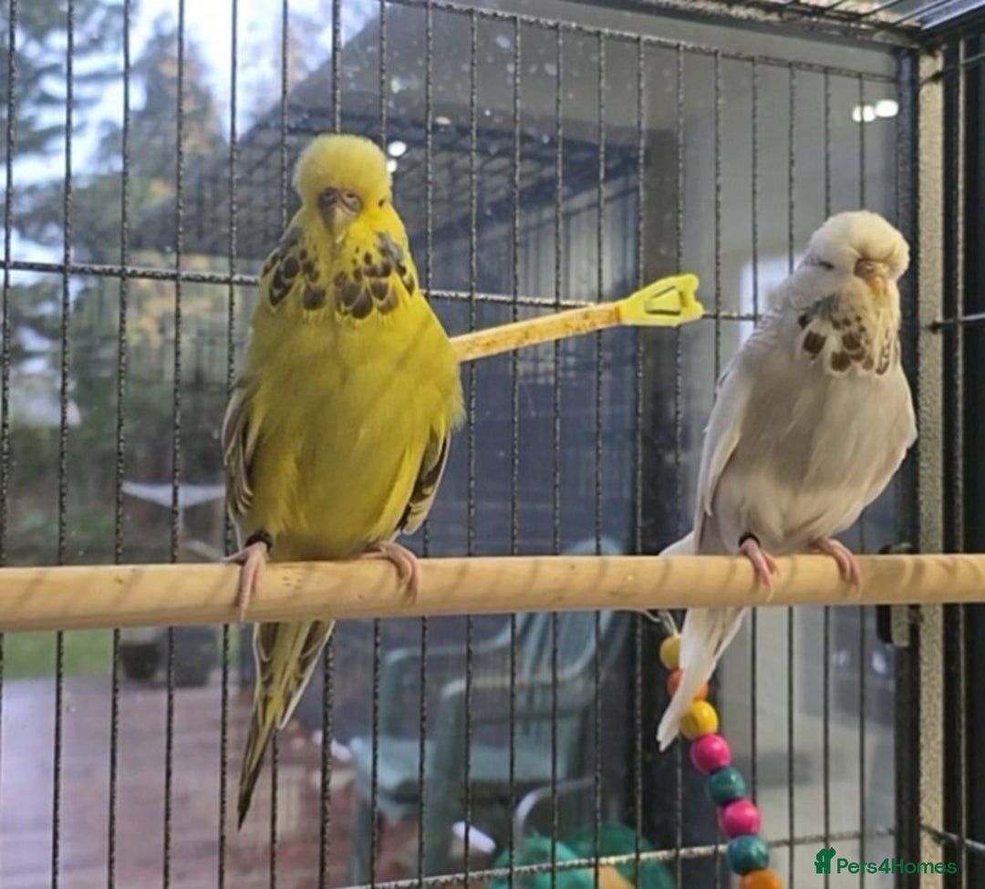 Budgerigars birds for sale: 2 Show Budgies 35 Ponds each - Advert 3