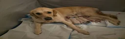 Golden Retriever dogs for sale: 6 gorgeous puppy Golden Retrievers for sale. - Advert 12