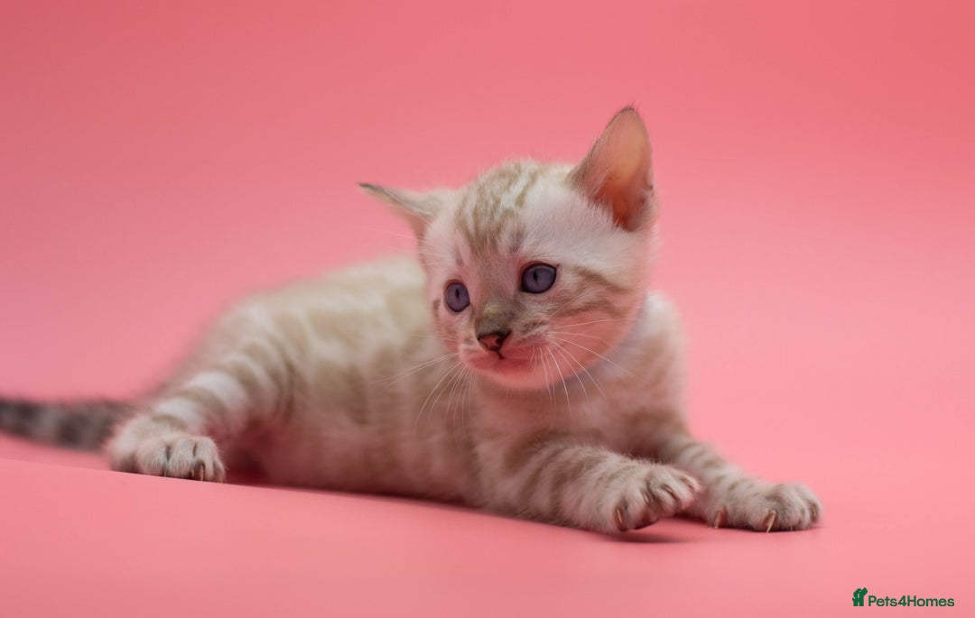 Bengal cats for sale: Rehome TICA registered Snow Lynx Bengal Boy - Advert 7