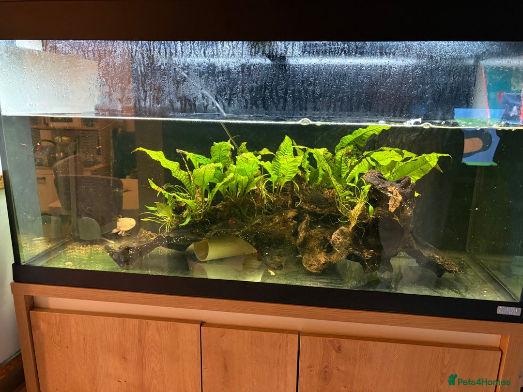 Axolotl reptiles for sale: 2 axolotls and full set up  - Advert 3