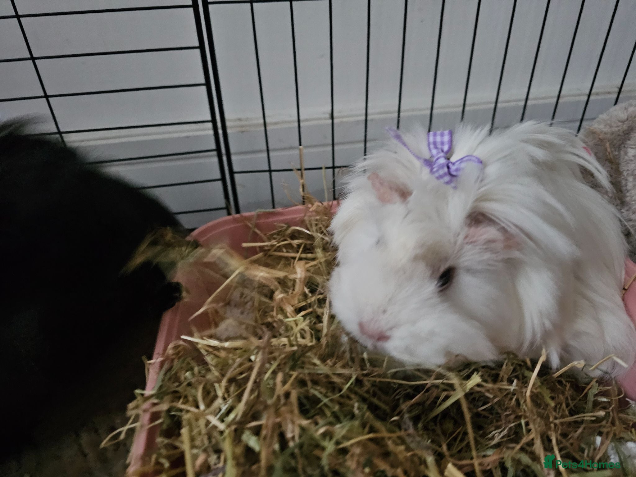 Guinea Pig rodents A loving Home Wanted for two sisters - Advert 4