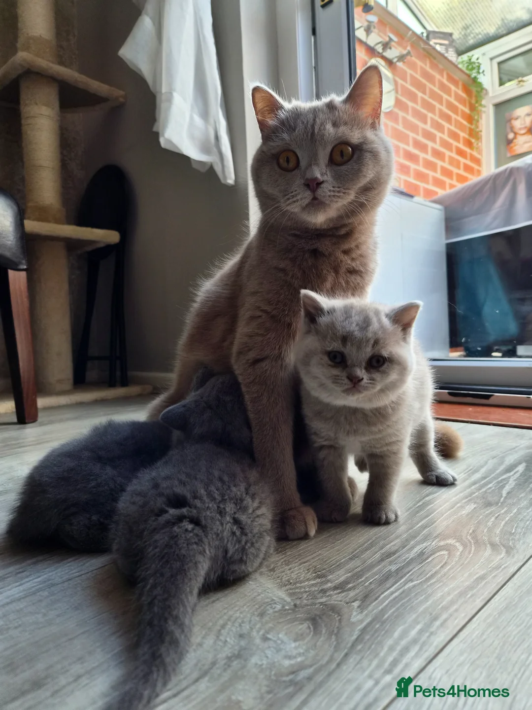 British Shorthair cats for sale: 1 Lilac & 1 Blue BSH kittens left - Advert 1