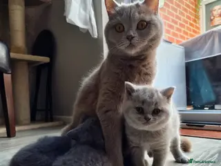 British Shorthair cats 1 Lilac & 1 Blue BSH kittens left - Advert 1