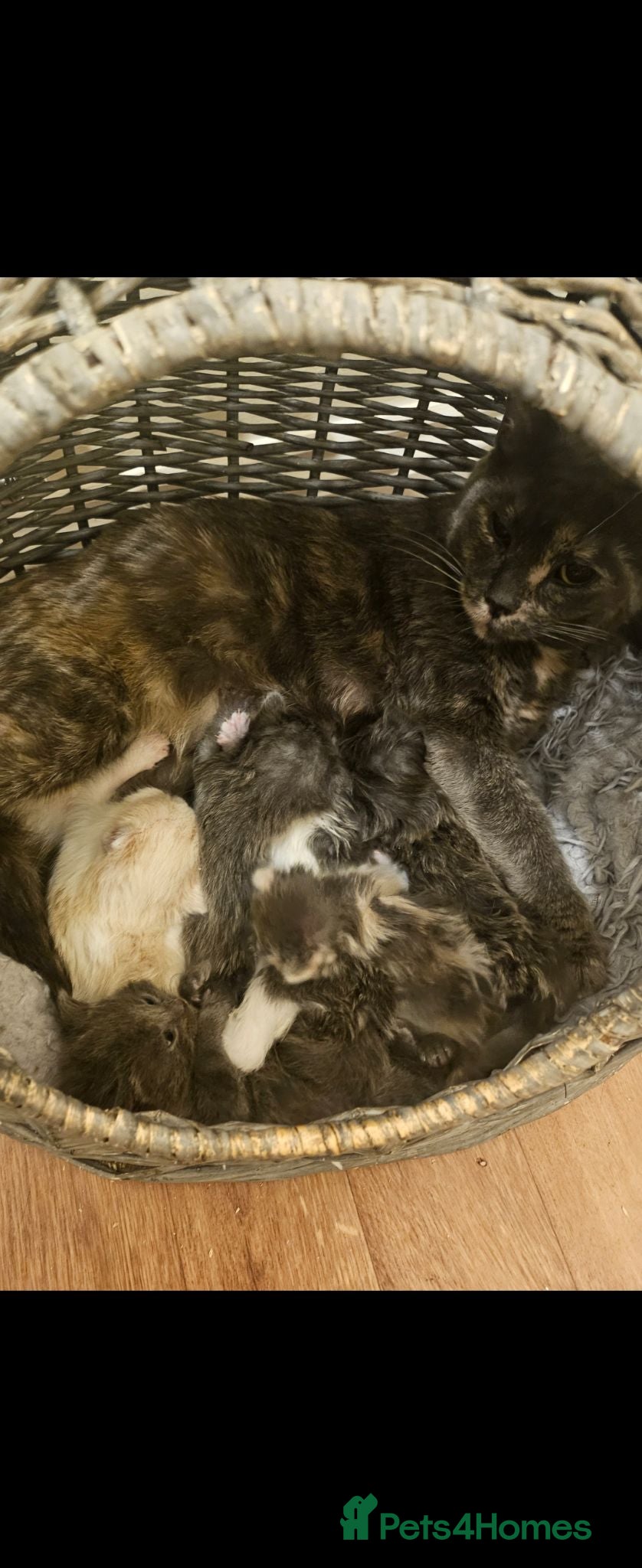 Mixed Breed cats Loving kittens ready to go - Advert 1