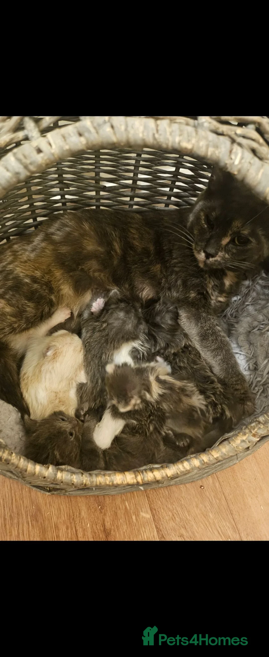 Mixed Breed cats for sale: Loving kittens ready to go - Advert 1