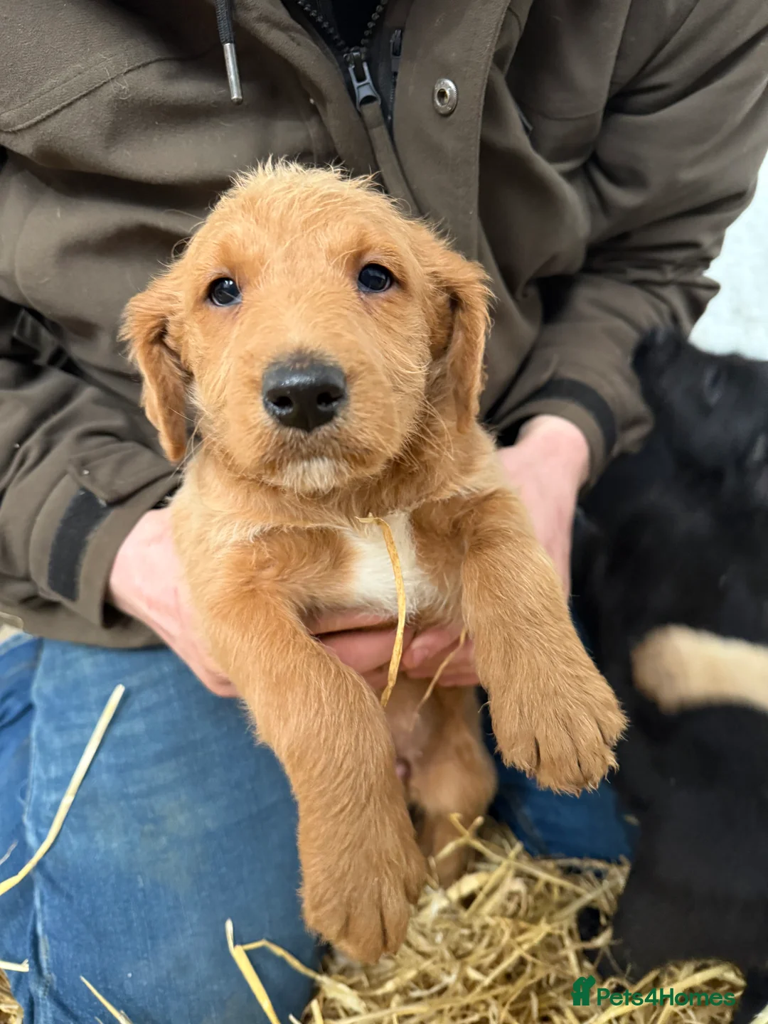 Labradoodle dogs for sale: Labradoodle pups  - Advert 15