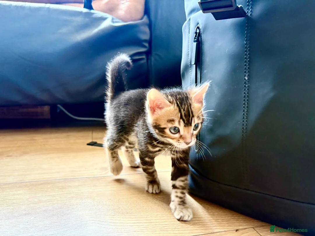 Bengal cats for sale: Stunning Bengal Kittens - Advert 25