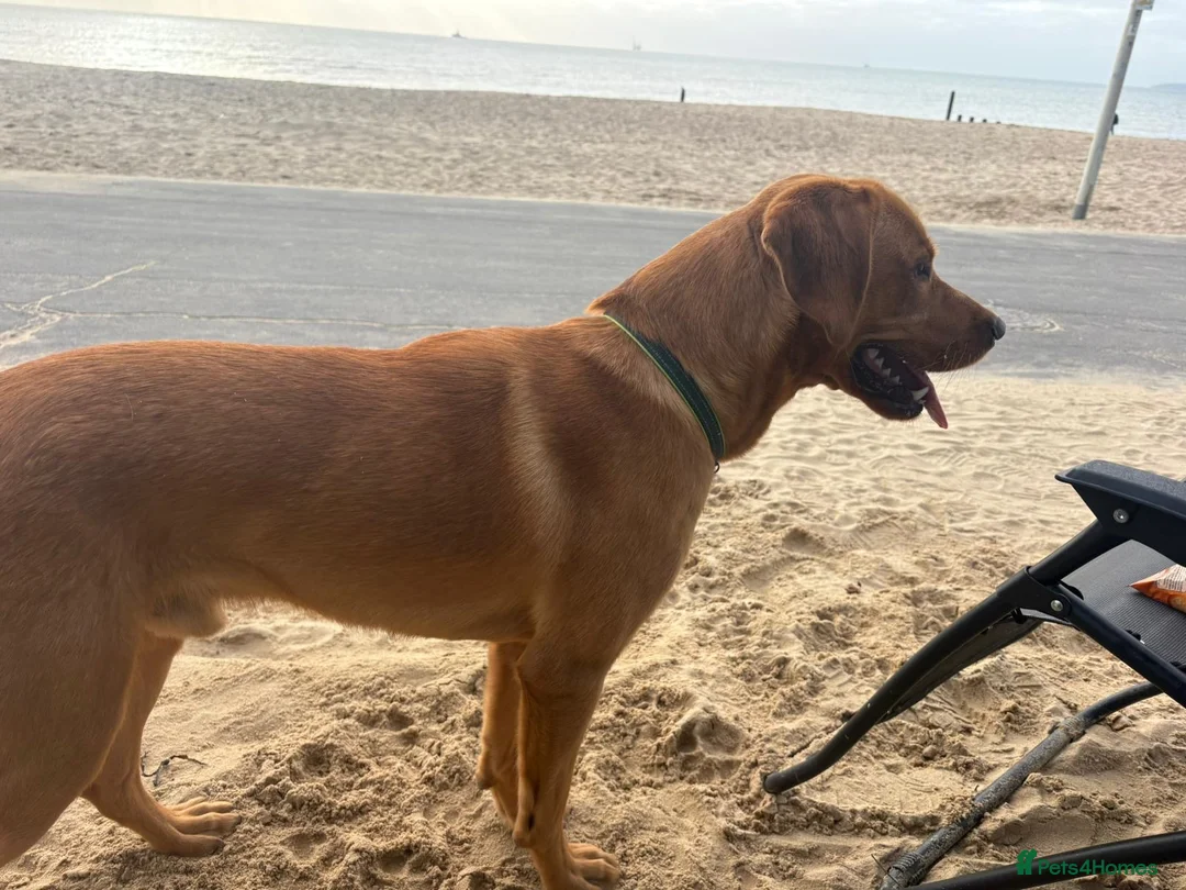 Labrador Retriever dogs for stud: Rocky Dog  in Bournemouth - Advert 1