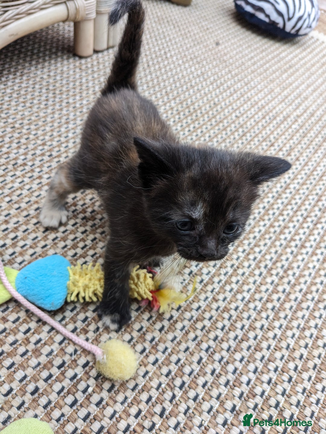 Mixed Breed cats for sale: Female kitten  - Image 4