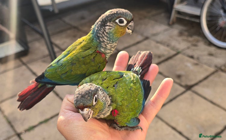 Conures birds in Cambridge - Advert 15