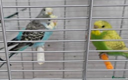 Budgerigars birds for sale: Budgies available for new homes - Image 5