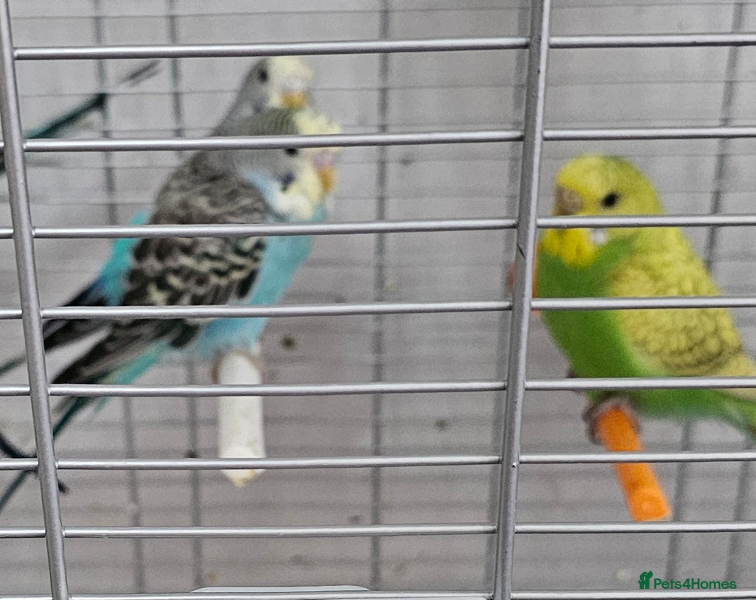 Budgerigars birds for sale: Budgies available for new homes - Image 5
