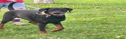 Dobermann dogs for sale: 5 year Old Male - Advert 12